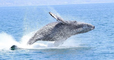 Tour de aventura de avistamiento de ballenas y delfines en el condado de Orange
